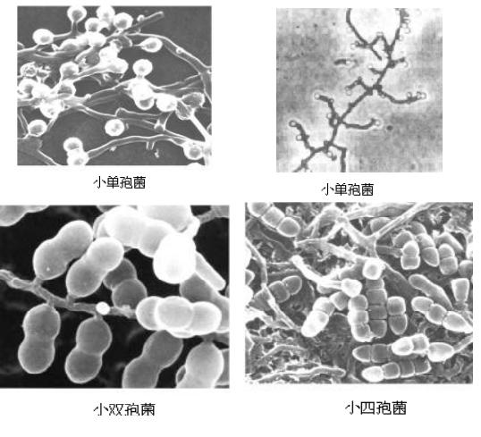 环境工程微生物技术